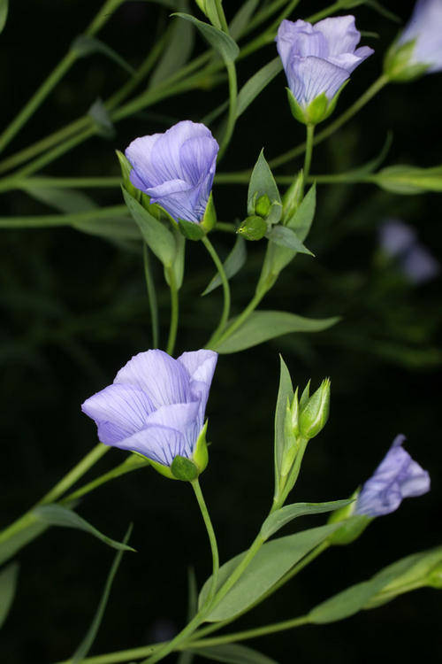 Flax Seeds - 200 Linseed Seeds