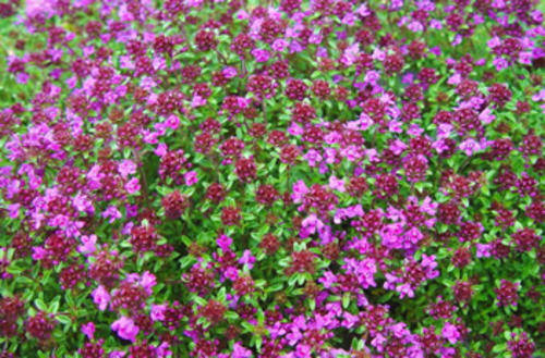 THYME SEEDS CREEPING PINK CHINTZ - 50 THYME SEEDS