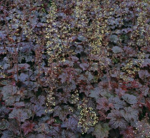 HEUCHERA SEEDS PALACE PURPLE - 25 HEUCHERA SEEDS