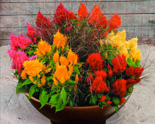 Celosia Seeds Pampas Plume Mix - 300 Celosia Seeds