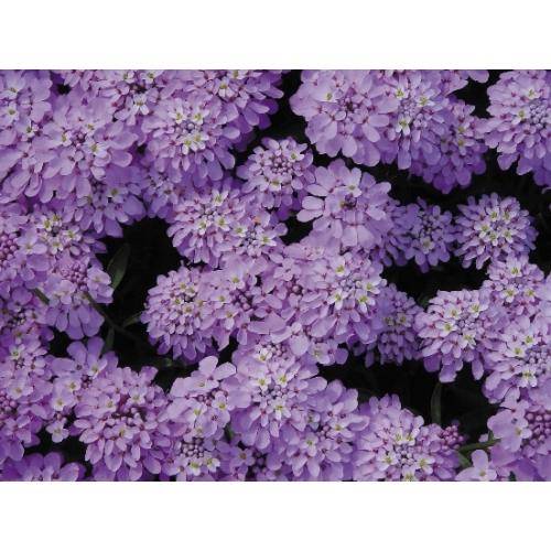 IBERIS SEEDS CANDY CANE LILAC - 20 IBERIS SEEDS