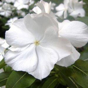 VINCA SEEDS PACIFICA WHITE - 25 VINCA SEEDS