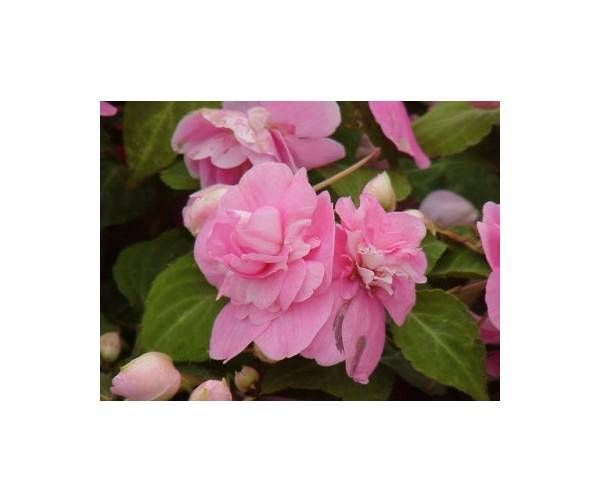 IMPATIENS SEEDS PINK - 10 IMPATIENS SEEDS