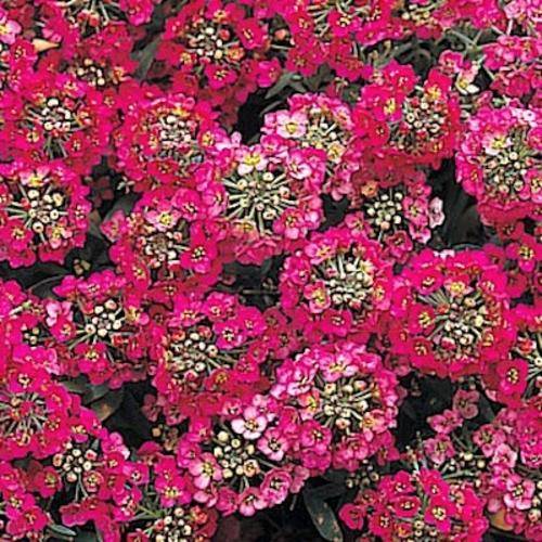 ALYSSUM SEEDS APHRODITE WINE RED - 100 ALYSSUM SEEDS