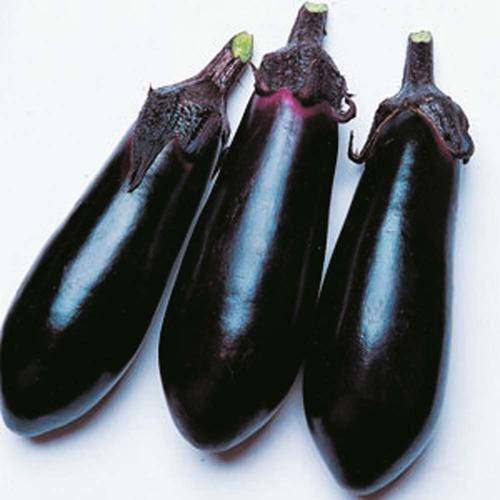 BRINJAL SEEDS LONG PURPLE - 50 BRINJAL SEEDS