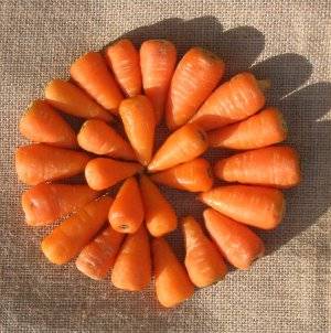 CARROT SEEDS BABY CARROT - 700+ BABY CARROT SEEDS