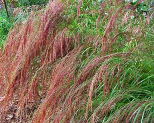 GRASS SEEDS RUBY SILK LOVEGRASS - 20 GRASS SEEDS
