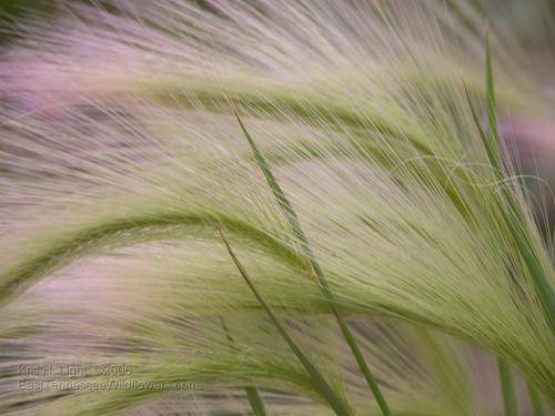 GRASS SEEDS SQUIRREL TAIL - 20 GRASS SEEDS