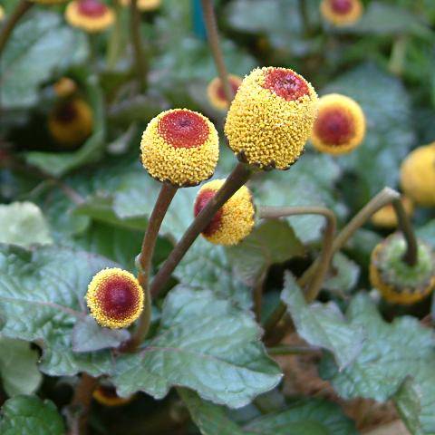 SPILANTHES OLERACEA TOOTHACHE PLANT - 20 SPILANTHES SEEDS