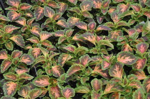 COLEUS SEEDS WIZARD CORAL SUNRISE - 100 COLEUS SEEDS