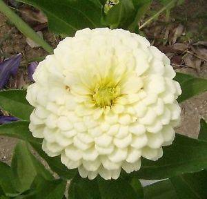 ZINNIA SEEDS WHITE POLAR BEAR - 25 ZINNIA SEEDS