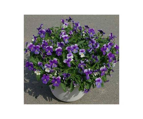 VIOLA SEEDS PURPLE - 20 VIOLA SEEDS