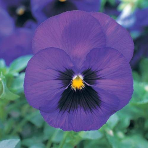 PANSY SEEDS JEMA VIOLET BLUE - 100 PANSY SEEDS