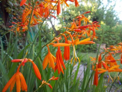 CROCOSMIA SEEDS FALLING STARS - 10 CROCOSMIA SEEDS