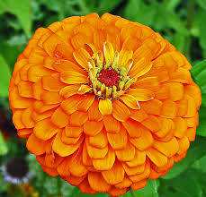 ZINNIA SEEDS ORANGE KING - 25 ZINNIA SEEDS