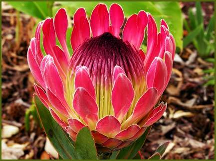 PROTEA SEEDS EXIMIA - 5 PROTEA SEEDS - INDIGENOUS
