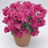 PETUNIA SEEDS DOUBLE DUO SATIN PINK - 10 PETUNIA SEEDS