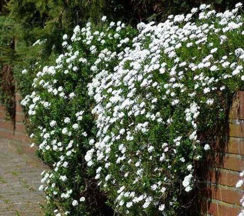 CANDYTUFT SEEDS PERENNIAL SNOWFLAKE - 20 CANDYTUFT SEEDS