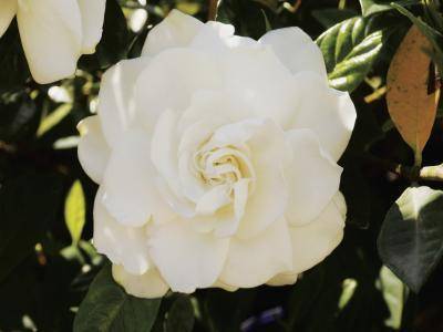 CAPE JASMINE SEEDS - 10 CAPE JASMIN SEEDS