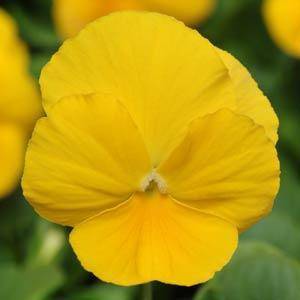 PANSY SEEDS PANOLA YELLOW - 10 PANSY SEEDS