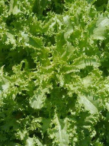 ENDIVE SEEDS CICHORIUM ENDIVA - 60 HEIRLOOM ENDIVE SEEDS