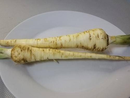 PARSNIP WHITE GEM - 1000 PARSNIP SEEDS - FRESH SEED 2016 JUST ARRIVED!