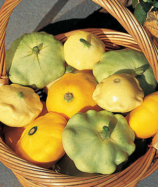 PATTY PAN SQUASH SEEDS SCALLOP BLEND - 10 SQUASH SEEDS