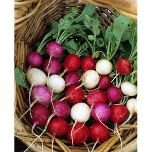 RADISH SEEDS PASTEL SHADES - 50 RADISH SEEDS - ORGANIC
