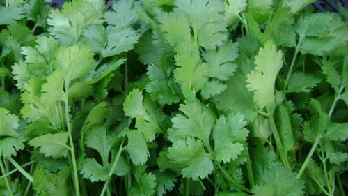 Coriander Herb Seeds (Dhunia) - 100 Herb Seeds