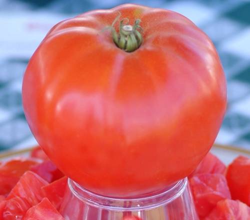 TOMATO SEEDS GIANT SYRIAN HEIRLOOM - 10 TOMATO SEEDS
