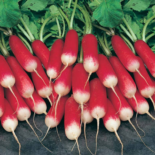 RADISH SEEDS FRENCH BREAKFAST - 10 RADISH SEEDS