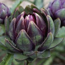 ARTICHOKE SEEDS - VIOLET DE PROVENCE 30 ARTICHOKE SEEDS