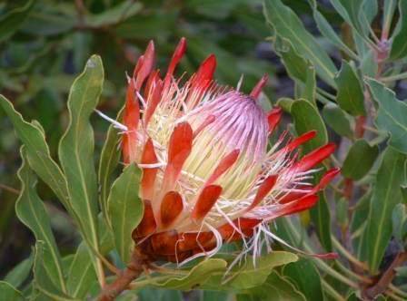 PROTEA SEEDS SUSANNAE - 5 PROTEA SEDS