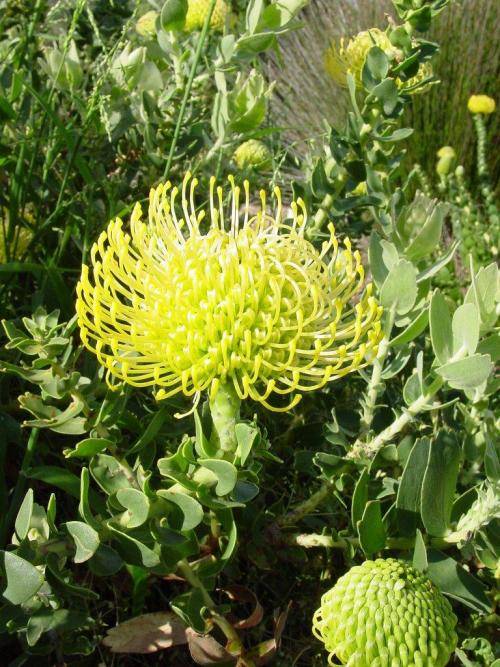 PROTEA SEEDS PINCUSHION YELLOW - 5 PROTEA SEEDS