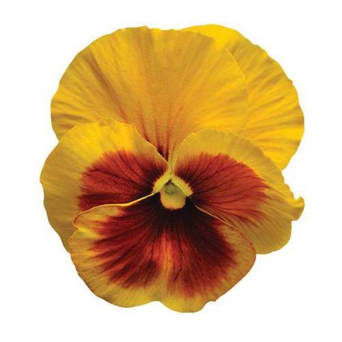 PANSY SEEDS PROMISE SUNSET - 10 PANSY SEEDS