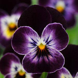 VIOLA SEEDS SORBET PHANTOM - 10 PERENNIAL VIOLA SEEDS