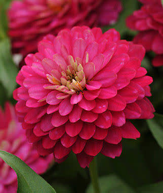 ZINNIA SEEDS ZAHARA DOUBLE STRAWBERRY - 10 ZINNIA SEEDS