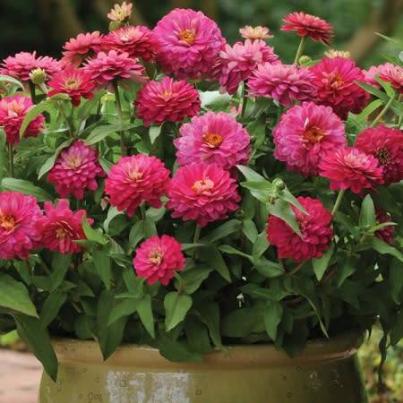 ZINNIA SEEDS ZAHARA DOUBLE STRAWBERRY - 10 ZINNIA SEEDS