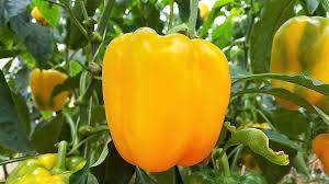 PEPPER SEEDS CALIFORNIA WONDER YELLOW - 100 SWEET PEPPER SEEDS