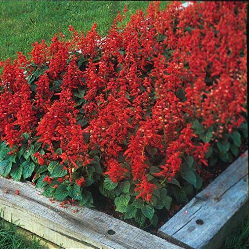 Salvia Seeds Blaze Of Fire - 50 Salvia Seeds