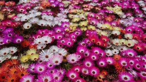 Mesembryanthemum Livingstone Daisy Vygie Mix -1000+ Seeds