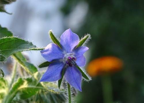 Borage Seeds - 100 Borage Seeds