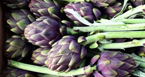 ARTICHOKE SEEDS - VIOLET DE PROVENCE 30 ARTICHOKE SEEDS