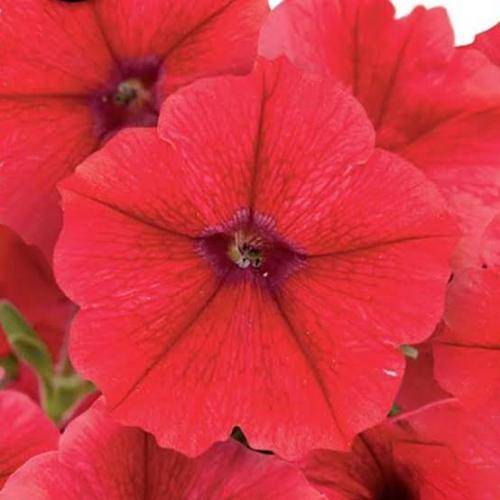 PETUNIA SEEDS FIRE CHIEF - 50  PETUNIA SEEDS