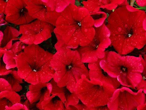 PETUNIA SEEDS FIRE CHIEF - 50  PETUNIA SEEDS