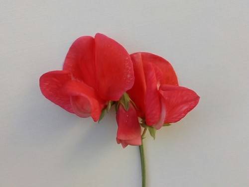 Sweet Pea Seeds Mammoth Mix - 20 Sweet Pea Seeds