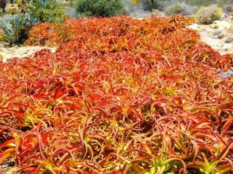 Aloe Vanbalenii Seeds - 10 Aloe Seeds