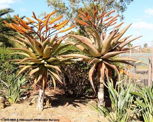 ALOE SEEDS MARLOTHII - 10 ALOE SEEDS