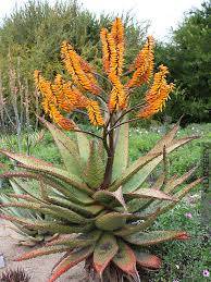 ALOE SEEDS MARLOTHII - 10 ALOE SEEDS