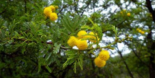 Acacia Seeds Vachellia Davyi - 10 Acacia Seeds